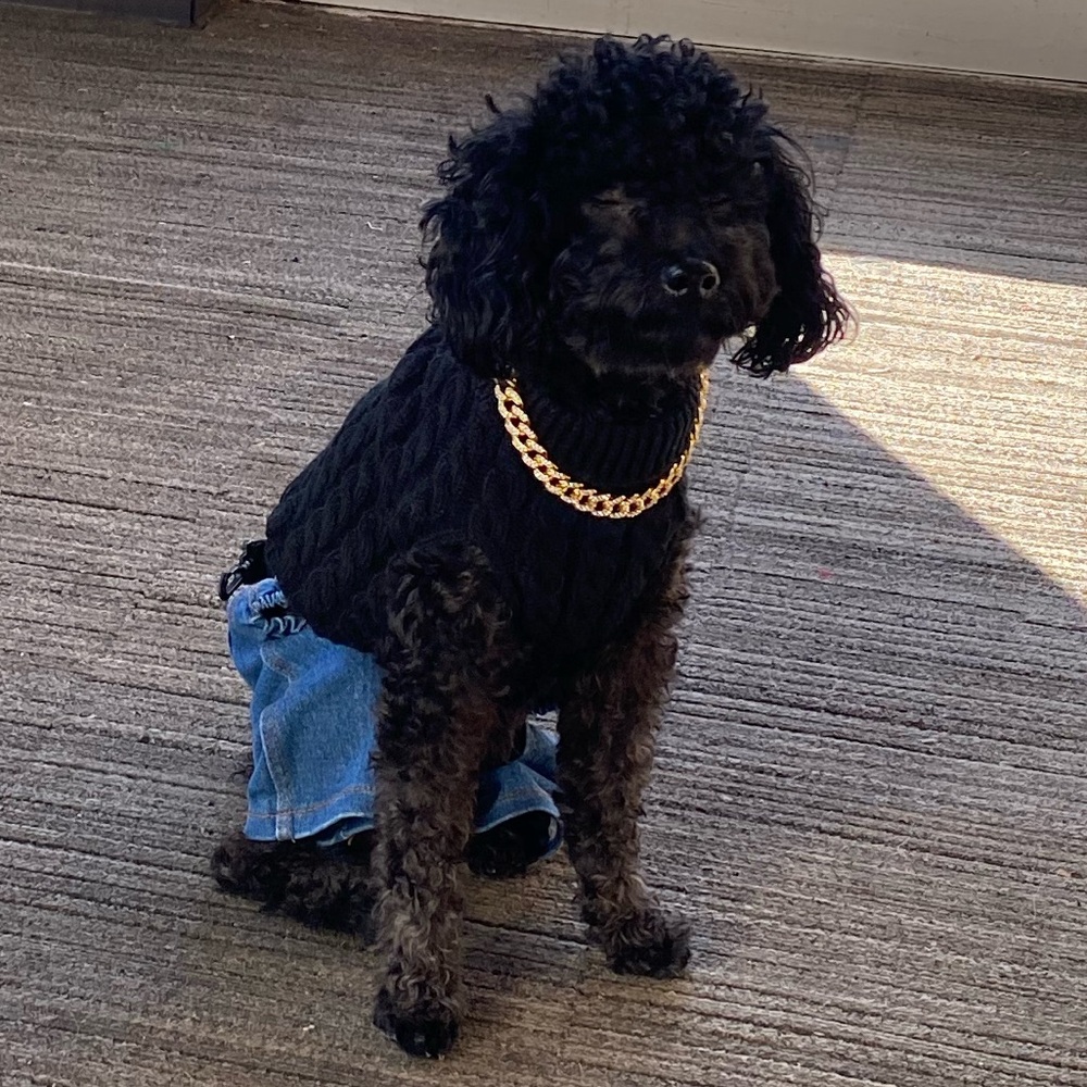 Dog Cuban link